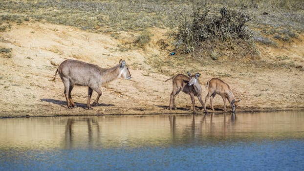 Common Waterbuck female and two young on lake side in Kruger National park, South Africa ; Specie Kobus ellipsiprymnus family of Bovidae