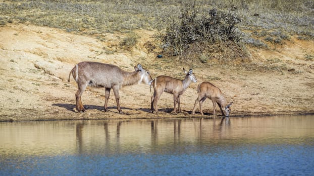 Common Waterbuck female and two young on lake side in Kruger National park, South Africa ; Specie Kobus ellipsiprymnus family of Bovidae