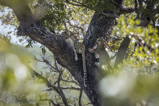 Leopard female with two cubs in a tree in Kruger National park, South Africa ; Specie Panthera pardus family of Felidae