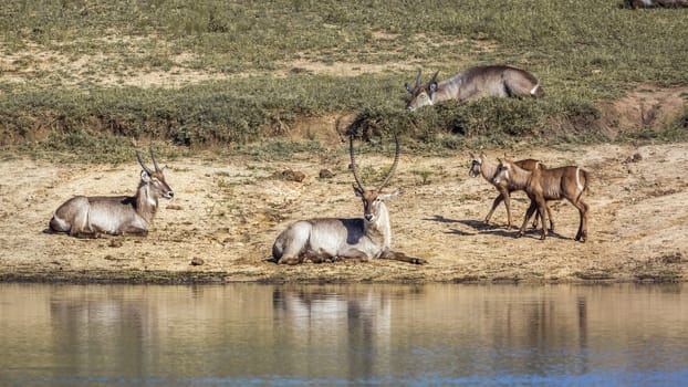 Common Waterbuck small group on lake side in Kruger National park, South Africa ; Specie Kobus ellipsiprymnus family of Bovidae