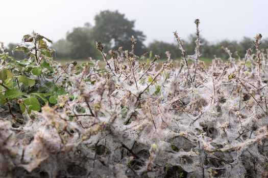 numerous cobwebs in a damp hedge of morning dew