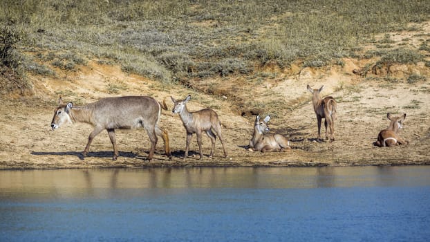 Common Waterbuck small group on lake side in Kruger National park, South Africa ; Specie Kobus ellipsiprymnus family of Bovidae