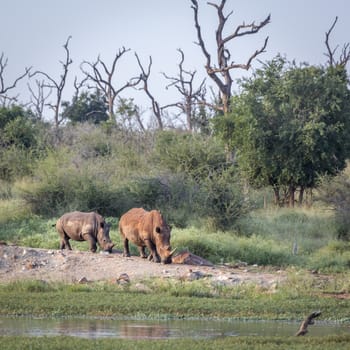 Two Southern white rhinoceros walking in Hlane royal National park scenery, Swaziland ; Specie Ceratotherium simum simum family of Rhinocerotidae