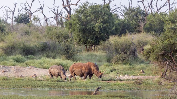 Two Southern white rhinoceros walking in Hlane royal National park scenery, Swaziland ; Specie Ceratotherium simum simum family of Rhinocerotidae