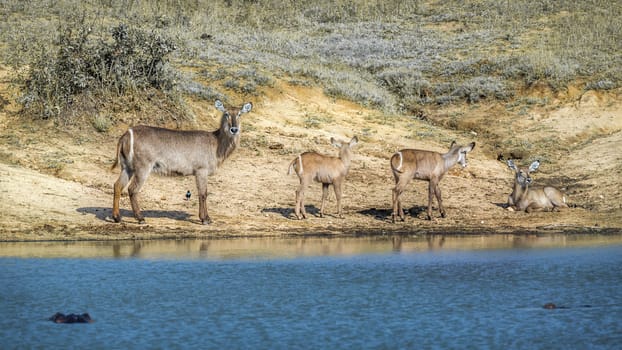 Common Waterbuck female and three young on lake side in Kruger National park, South Africa ; Specie Kobus ellipsiprymnus family of Bovidae