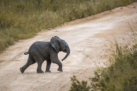 African bush elephant calf crossing safari road in Kruger National park, South Africa ; Specie Loxodonta africana family of Elephantidae