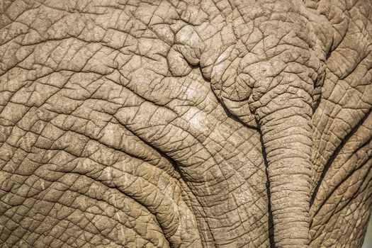 Close up of African bush elephant tail in Kruger National park, South Africa ; Specie Loxodonta africana family of Elephantidae