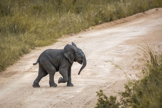 African bush elephant calf crossing safari road in Kruger National park, South Africa ; Specie Loxodonta africana family of Elephantidae