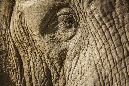 Close up of African bush elephant eye in Kruger National park, South Africa ; Specie Loxodonta africana family of Elephantidae