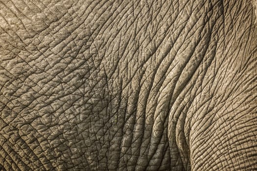 Close up of African bush elephant skin in Kruger National park, South Africa ; Specie Loxodonta africana family of Elephantidae