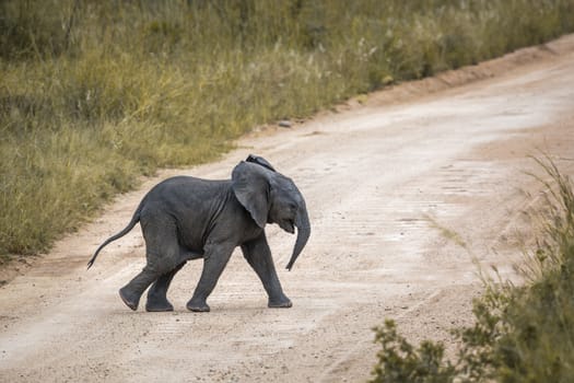 African bush elephant calf crossing safari road in Kruger National park, South Africa ; Specie Loxodonta africana family of Elephantidae