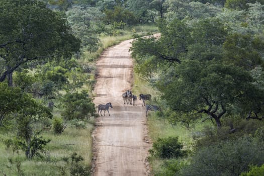 Plains zebra on a safari gravel road in Kruger National park, South Africa ; Specie Equus quagga burchellii family of Equidae