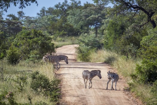 Three Plains zebra on a safari gravel road in Kruger National park, South Africa ; Specie Equus quagga burchellii family of Equidae