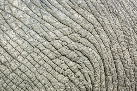 Close up of African bush elephant skin in Kruger National park, South Africa ; Specie Loxodonta africana family of Elephantidae