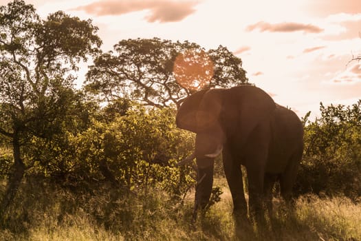 African bush elephant front view in backlit in Kruger National park, South Africa ; Specie Loxodonta africana family of Elephantidae