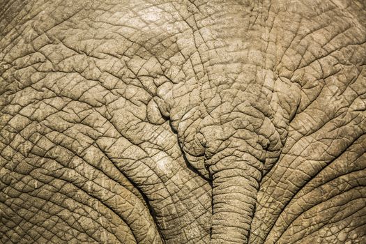 Close up of African bush elephant tail in Kruger National park, South Africa ; Specie Loxodonta africana family of Elephantidae