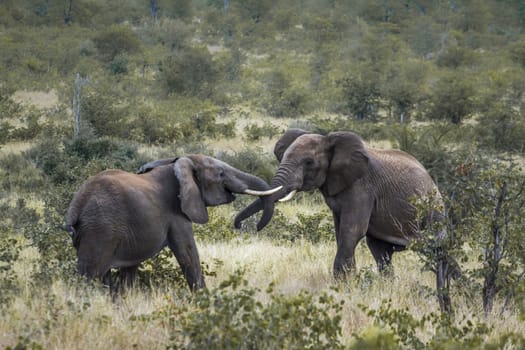 Two African bush elephant dueling in Kruger National park, South Africa ; Specie Loxodonta africana family of Elephantidae