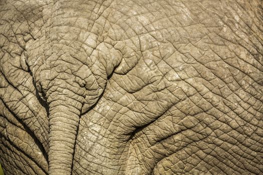 Close up of African bush elephant tail in Kruger National park, South Africa ; Specie Loxodonta africana family of Elephantidae