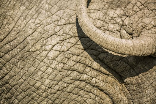 Close up of African bush elephant tail in Kruger National park, South Africa ; Specie Loxodonta africana family of Elephantidae