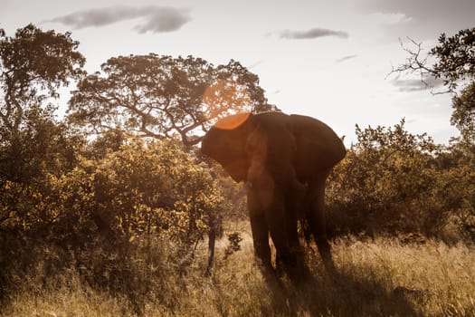 African bush elephant front view in backlit in Kruger National park, South Africa ; Specie Loxodonta africana family of Elephantidae