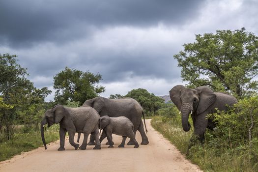 Small group of African bush elephant crossing safari gravel road in Kruger National park, South Africa ; Specie Loxodonta africana family of Elephantidae