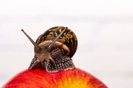 A common snail crawls on a red apple, European snail known as Cornu Aspersum