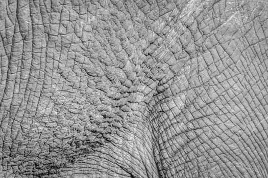Close up of African bush elephant skin in Kruger National park, South Africa ; Specie Loxodonta africana family of Elephantidae
