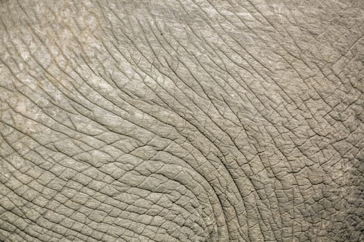 Close up of African bush elephant skin in Kruger National park, South Africa ; Specie Loxodonta africana family of Elephantidae