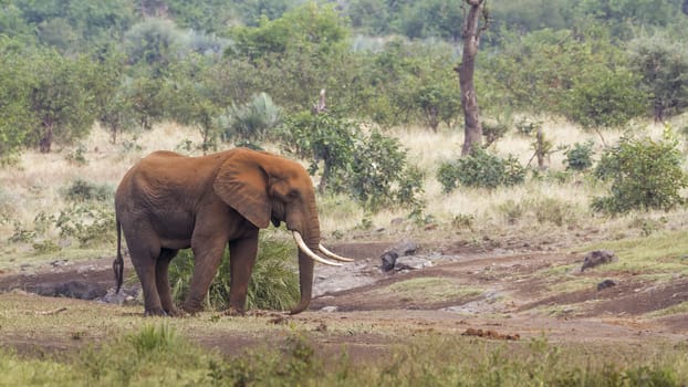 African bush elephant with long tusk and red dirt skin in Kruger National park, South Africa ; Specie Loxodonta africana family of Elephantidae