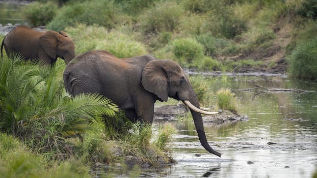 Two African bush elephant drinking in riverside in Kruger National park, South Africa ; Specie Loxodonta africana family of Elephantidae