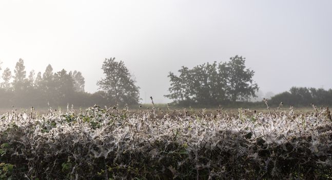 numerous cobwebs in a damp hedge of morning dew