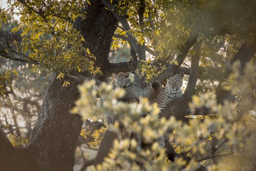 Young Leopard and mother lying down in a tree in Kruger National park, South Africa ; Specie Panthera pardus family of Felidae