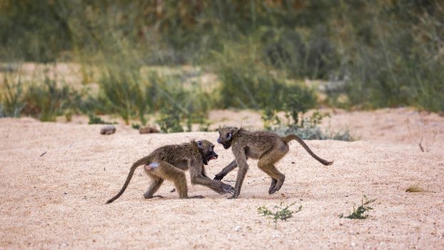 Two Chacma baboons fighting in sand in Kruger National park, South Africa ; Specie Papio ursinus family of Cercopithecidae