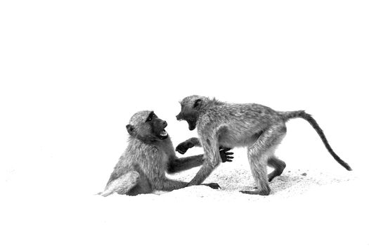 Two Chacma baboons fighting in sand in Kruger National park, South Africa ; Specie Papio ursinus family of Cercopithecidae