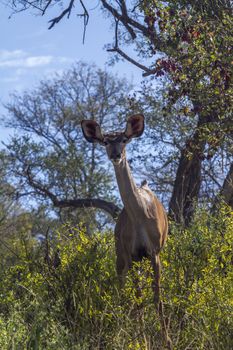 Young Greater kudu male looking at camera in Kruger National park, South Africa ; Specie Tragelaphus strepsiceros family of Bovidae