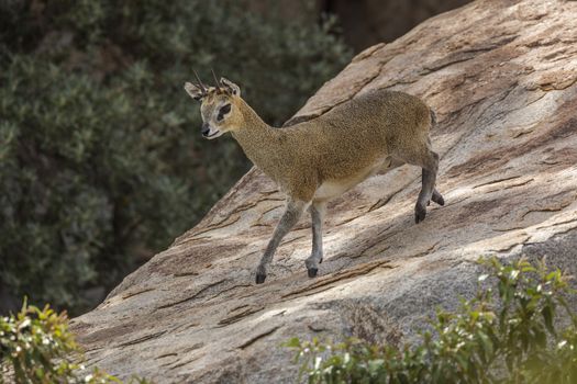 Klipspringer in Kruger National park, South Africa ; Specie Oreotragus oreotragus family of Bovidae