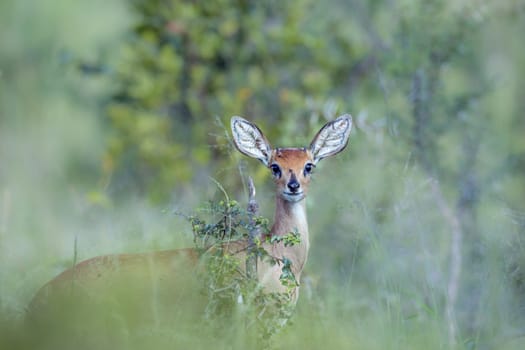 Common duiker looking at camera in natural blur background in Kruger National park, South Africa ; Specie Sylvicapra grimmia family of Bovidae