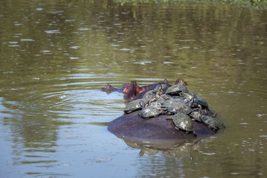 Hippopotamus carrying a group of tortoise in his back in Kruger National park, South Africa ; Specie Hippopotamus amphibius family of Hippopotamidae