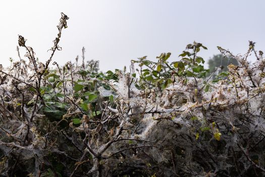 numerous cobwebs in a damp hedge of morning dew