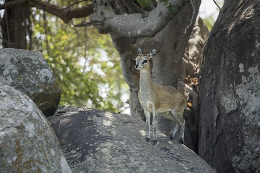 Klipspringer standing on a rock in Kruger National park, South Africa ; Specie Oreotragus oreotragus family of Bovidae