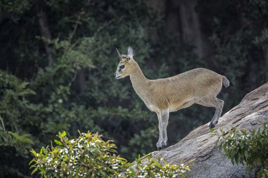 Klipspringer standing on a rock in Kruger National park, South Africa ; Specie Oreotragus oreotragus family of Bovidae