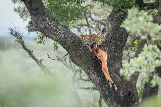 Young Leopard eating a prey in a tree in Kruger National park, South Africa ; Specie Panthera pardus family of Felidae