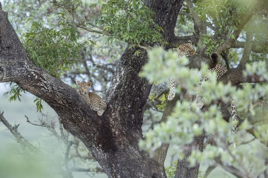 Young Leopard and mother lying down in a tree in Kruger National park, South Africa ; Specie Panthera pardus family of Felidae