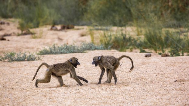 Two Chacma baboons fighting in sand in Kruger National park, South Africa ; Specie Papio ursinus family of Cercopithecidae