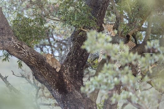 Young Leopard and mother lying down in a tree in Kruger National park, South Africa ; Specie Panthera pardus family of Felidae