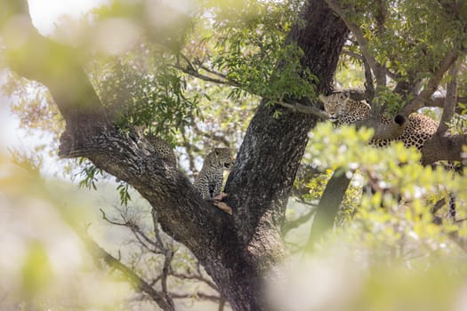 Leopard female with two cubs in a tree in Kruger National park, South Africa ; Specie Panthera pardus family of Felidae