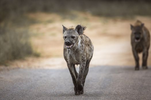 Two Spotted hyaena running in front view in Kruger National park, South Africa ; Specie Crocuta crocuta family of Hyaenidae