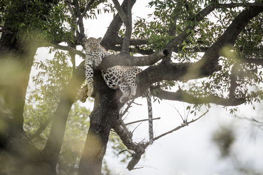 Leopard female with cub lyng down in a tree in Kruger National park, South Africa ; Specie Panthera pardus family of Felidae