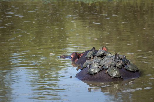 Hippopotamus carrying a group of tortoise in his back in Kruger National park, South Africa ; Specie Hippopotamus amphibius family of Hippopotamidae