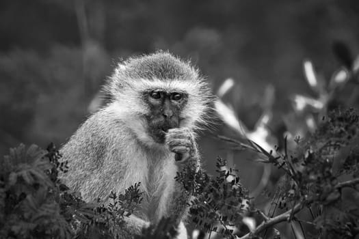 Vervet monkey eating some leaves in Kruger National park, South Africa ; Specie Chlorocebus pygerythrus family of Cercopithecidae